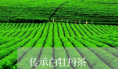 传承白牡丹茶/2023051272928