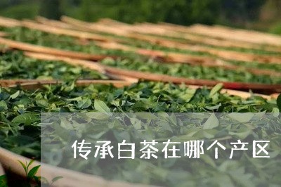 传承白茶在哪个产区/2023121654883
