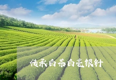 传承白茶白毫银针/2023061450716