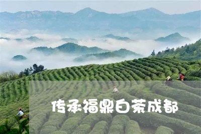 传承福鼎白茶成都/2023061497365