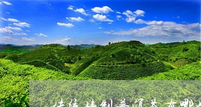 传统精制普洱茶有哪些特点/2023112562938