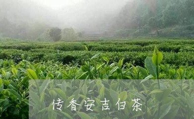 传香安吉白茶/2023051252815