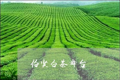 伯贤白茶舞台/2023051282859