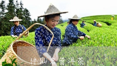 伴仙岩普洱茶/2023042839358