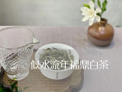 似水流年福鼎白茶/2023112507472