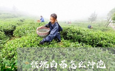 低端白茶怎么冲泡/2023061452426