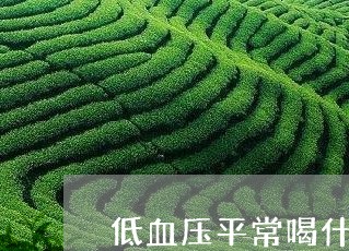 低血压平常喝什么茶好/2023071411695