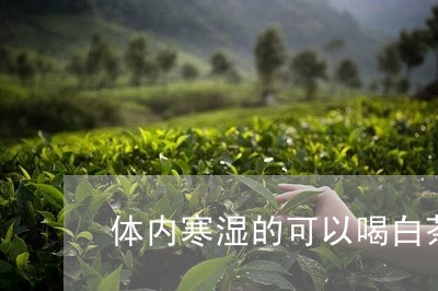 体内寒湿的可以喝白茶/2023092746269