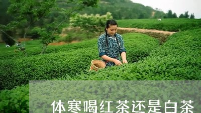 体寒喝红茶还是白茶/2023071404814