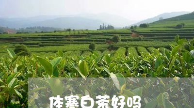 体寒白茶好吗/2023051268704