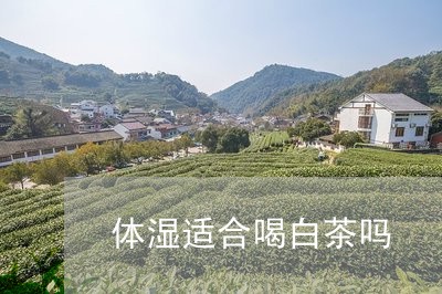 体湿适合喝白茶吗/2023061410501