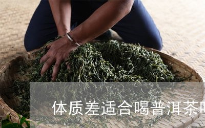 体质差适合喝普洱茶吗/2023072493628