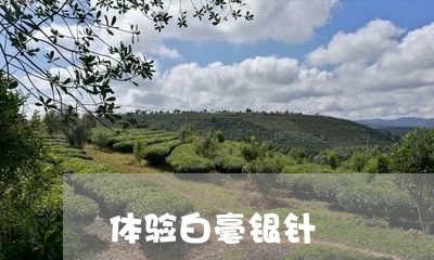 体验白毫银针/2023051255159