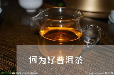 何为好普洱茶/2023042616442