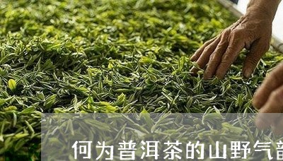 何为普洱茶的山野气韵/2023080323717