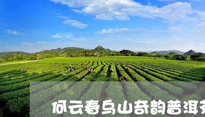 何云春乌山奇韵普洱茶/2023072378251