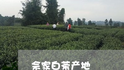 佘家白茶产地/2023051264930