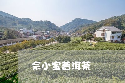 佘小宝普洱茶/2023042771597