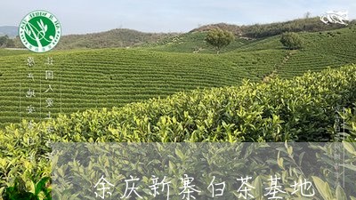 余庆新寨白茶基地/2023061408393