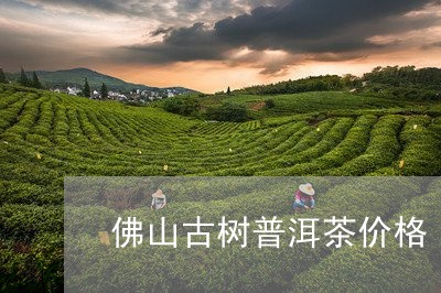 佛山古树普洱茶价格/2023071004937