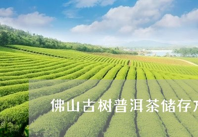 佛山古树普洱茶储存方法/2023110521492