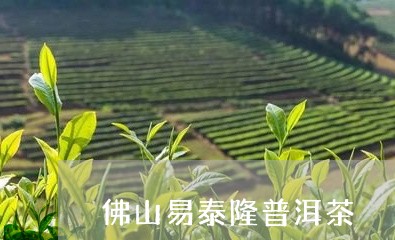 佛山易泰隆普洱茶/2023120454926