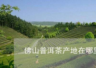 佛山普洱茶产地在哪里啊/2023120733137