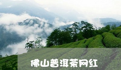 佛山普洱茶网红/2023082887260