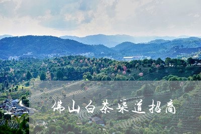 佛山白茶渠道招商/2023061617261