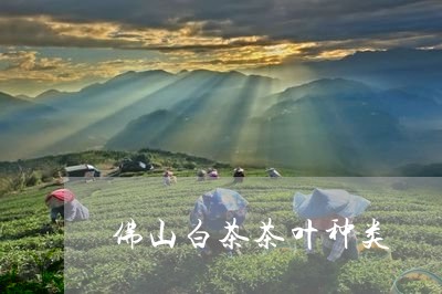 佛山白茶茶叶种类/2023061603838