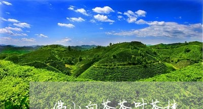 佛山白茶茶叶茶楼/2023061630593