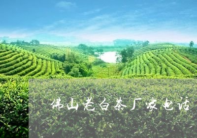 佛山老白茶厂家电话/2023071514015