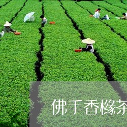 佛手香橼茶的保质期是多久/2023051162717