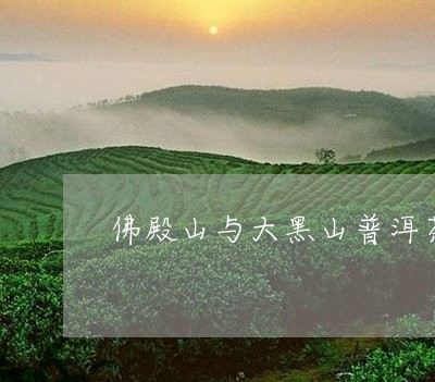 佛殿山与大黑山普洱茶/2023062329371