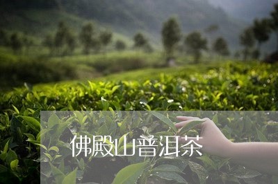 佛殿山普洱茶/2023042682849