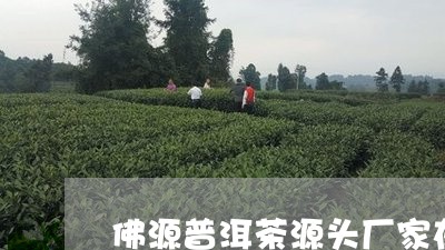 佛源普洱茶源头厂家在哪里/2023121395725