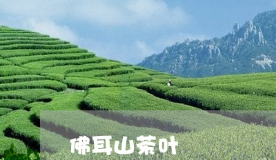 佛耳山茶叶/2023041718432