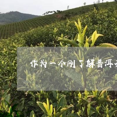 作为一个刚了解普洱茶/2023092750582