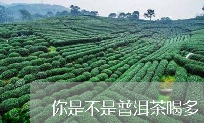 你是不是普洱茶喝多了/2023120604036