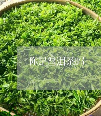 你是普洱茶吗/2023110590613