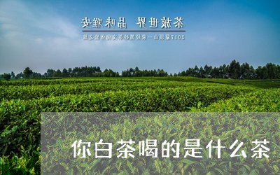 你白茶喝的是什么茶/2023071549826