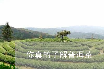 你真的了解普洱茶/2023120460281