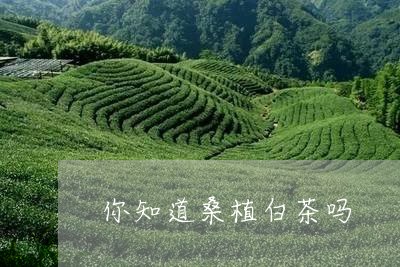 你知道桑植白茶吗/2023061642958