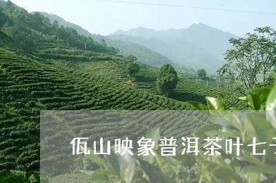 佤山映象普洱茶叶七子饼茶/2023112858392