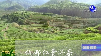 佤邦红普洱茶/2023042890286