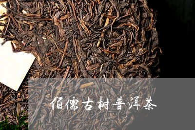 佰儒古树普洱茶/2023081883948