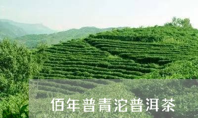 佰年普青沱普洱茶/2023091526160