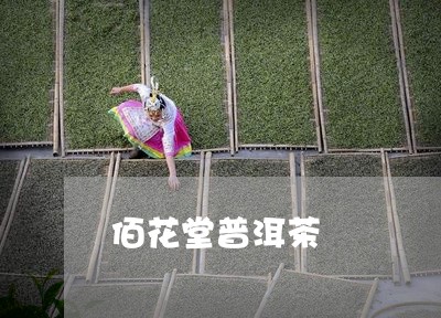 佰花堂普洱茶/2023042567603