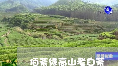 佰茶缘高山老白茶/2023061634140