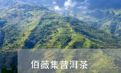 佰薇集普洱茶/2023042540090